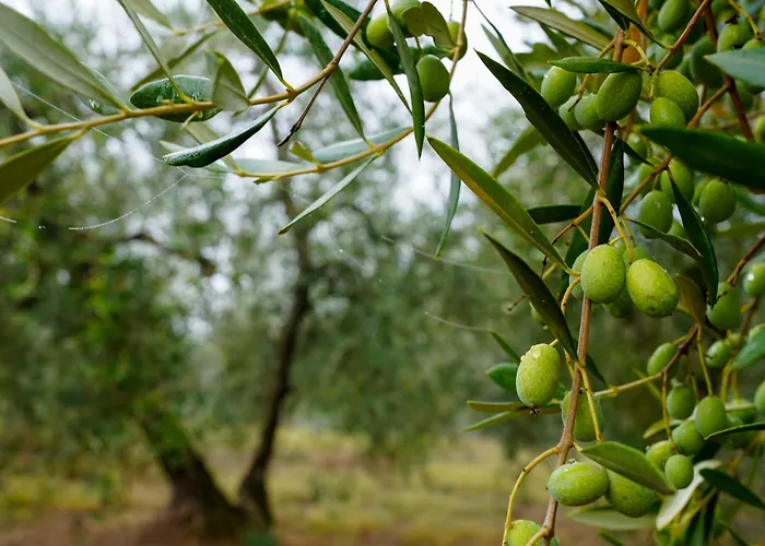 Etru - Volterra, Tuscany * Peccioli